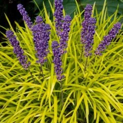 Gold Ingot Liriope (Golden Lilyturf) - 6 Pack Of 1 Gallon Pots