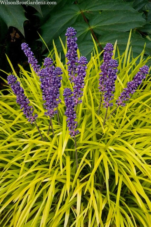 Gold Ingot Liriope (Golden Lilyturf) - 6 Pack Of 1 Gallon Pots 1 Gold Ingot Liriope (Golden Lilyturf) - 6 Pack Of 1 Gallon Pots