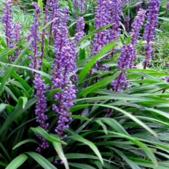Royal Purple Liriope - Lilyturf - 18 Count Flats Of Pint Pots 15 Royal Purple Liriope - Lilyturf - 18 Count Flats Of Pint Pots -Garden Supplies Sales 2024 liriope muscari royal purple lilyturf 102