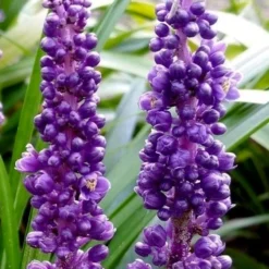 Royal Purple Liriope - Lilyturf - 18 Count Flats Of Pint Pots 12 Royal Purple Liriope - Lilyturf - 18 Count Flats Of Pint Pots -Garden Supplies Sales 2024 liriope muscari royal purple lilyturf 103