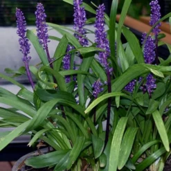 Royal Purple Liriope - Lilyturf - 18 Count Flats Of Pint Pots 14 Royal Purple Liriope - Lilyturf - 18 Count Flats Of Pint Pots -Garden Supplies Sales 2024 liriope muscari royal purple lilyturf 106