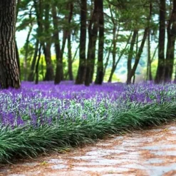 Royal Purple Liriope - Lilyturf - 18 Count Flats Of Pint Pots 13 Royal Purple Liriope - Lilyturf - 18 Count Flats Of Pint Pots -Garden Supplies Sales 2024 liriope muscari royal purple lilyturf 108