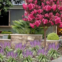 Variegated Liriope (Monkey Grass / Lilyturf) - 6 Pack Of 1 Gallon Pots -Garden Supplies Sales 2024 liriope muscari variegata variegated liriope lilyturf 2 1