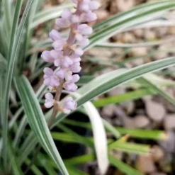 Silver Dragon Liriope - Lilyturf - 6 Pack Of Pint Pots -Garden Supplies Sales 2024 liriope spicata silver dragon lilyturf 100