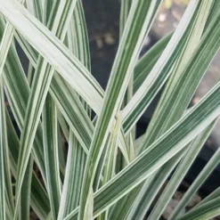 Silver Dragon Liriope - Lilyturf - 6 Pack Of Pint Pots -Garden Supplies Sales 2024 liriope spicata silver dragon lilyturf 101