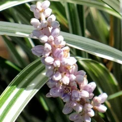 Silver Dragon Liriope - Lilyturf - 6 Pack Of Pint Pots -Garden Supplies Sales 2024 liriope spicata silver dragon lilyturf 102