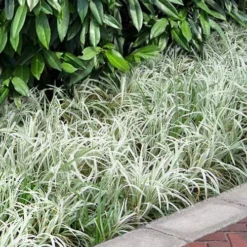 Silver Dragon Liriope - Lilyturf - 6 Pack Of Pint Pots -Garden Supplies Sales 2024 liriope spicata silver dragon lilyturf 106