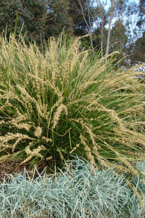 Katrinus Deluxe Lomandra - 1 Gallon Pot 1 Katrinus Deluxe Lomandra - 1 Gallon Pot