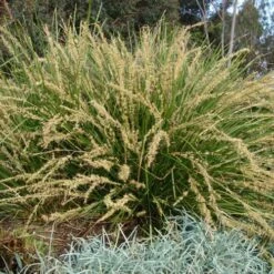 Katrinus Deluxe Lomandra - 1 Gallon Pot 8 Katrinus Deluxe Lomandra - 1 Gallon Pot -Garden Supplies Sales 2024 lomandra longifolia katrinus deluxe 2