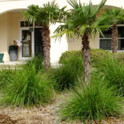 Katrinus Deluxe Lomandra - 1 Gallon Pot 9 Katrinus Deluxe Lomandra - 1 Gallon Pot -Garden Supplies Sales 2024 lomandra longifolia katrinus deluxe 3