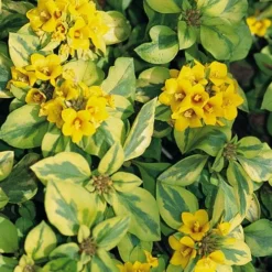 Waikiki Sunset Lysimachia - 5 Pack Of Quart Pots -Garden Supplies Sales 2024 lysimachia