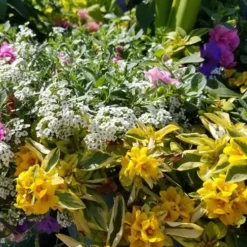 Waikiki Sunset Lysimachia - 5 Pack Of Quart Pots -Garden Supplies Sales 2024 lysimachia waikiki sunset 2