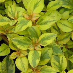 Waikiki Sunset Lysimachia - 5 Pack Of Quart Pots -Garden Supplies Sales 2024 lysimachia waikiki sunset 3