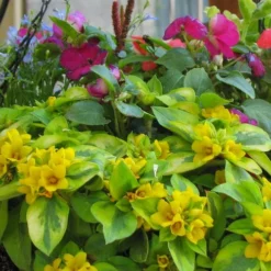Waikiki Sunset Lysimachia - 5 Pack Of Quart Pots -Garden Supplies Sales 2024 lysimachia waikiki sunset 5