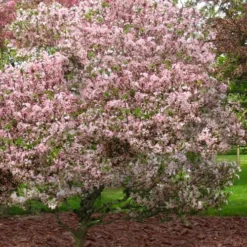Southern Crabapple (Malus Angustifolia) - 3 Gallon Pot -Garden Supplies Sales 2024 malus angustifolia southern crabapple tree 8 1