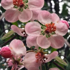 Southern Crabapple (Malus Angustifolia) - 1 Gallon Pot 9 Southern Crabapple (Malus Angustifolia) - 1 Gallon Pot -Garden Supplies Sales 2024 malus angustifolia southern crabapple tree flowers 2
