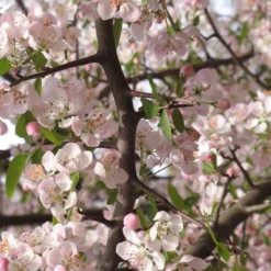 Southern Crabapple (Malus Angustifolia) - 1 Gallon Pot 11 Southern Crabapple (Malus Angustifolia) - 1 Gallon Pot -Garden Supplies Sales 2024 malus angustifolia southern crabapple tree flowers 4