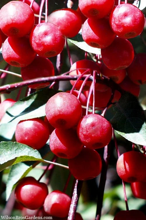 Southern Crabapple (Malus Angustifolia) - 1 Gallon Pot 1 Southern Crabapple (Malus Angustifolia) - 1 Gallon Pot