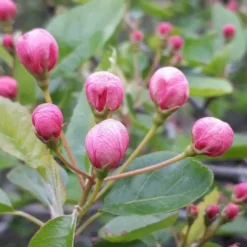 American Sweet Crabapple Tree (Malus Coronaria) - 1 Gallon Pot -Garden Supplies Sales 2024 malus coronaria american sweet crabapple 1