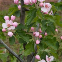 American Sweet Crabapple Tree (Malus Coronaria) - 1 Gallon Pot -Garden Supplies Sales 2024 malus coronaria american sweet crabapple 2