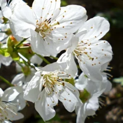 American Sweet Crabapple Tree (Malus Coronaria) - 1 Gallon Pot -Garden Supplies Sales 2024 malus coronaria american sweet crabapple 3