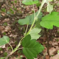 American Sweet Crabapple Tree (Malus Coronaria) - 1 Gallon Pot -Garden Supplies Sales 2024 malus coronaria american sweet crabapple 5