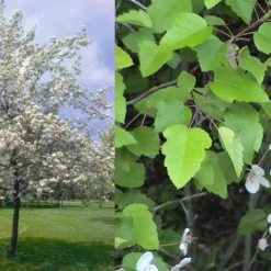 American Sweet Crabapple Tree (Malus Coronaria) - 1 Gallon Pot -Garden Supplies Sales 2024 malus coronaria american sweet crabapple 6