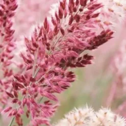 Savannah Ruby Grass (Melinus Nerviglumis) - 6 Pack Of 1 Gallon Pots -Garden Supplies Sales 2024 melinus nerviglumis ruby grass 1