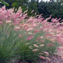 Savannah Ruby Grass (Melinus Nerviglumis) - 6 Pack Of 1 Gallon Pots -Garden Supplies Sales 2024 melinus nerviglumis ruby grass 7