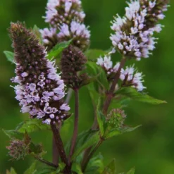 Chocolate Mint Plant - 4 Pack Of Quart Pots -Garden Supplies Sales 2024 mentha piperita chocolate mint 3
