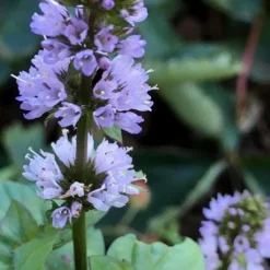 Orange Mint Plant - 4 Pack Of Quart Pots -Garden Supplies Sales 2024 mentha piperita citrata orange mint 5