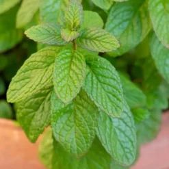 The Best Spearmint (Mentha Spicata 'Mint The Best)) - 6 Pack Of Pint Pots -Garden Supplies Sales 2024 mentha spicata mint the best spearmint 1