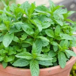 The Best Spearmint (Mentha Spicata 'Mint The Best)) - 6 Pack Of Pint Pots -Garden Supplies Sales 2024 mentha spicata mint the best spearmint 2
