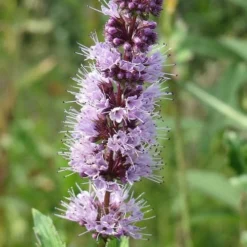 The Best Spearmint (Mentha Spicata 'Mint The Best)) - 6 Pack Of Pint Pots -Garden Supplies Sales 2024 mentha spicata mint the best spearmint 4