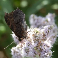 Mojito Mint Plant - 6 Pack Of Pint Pots -Garden Supplies Sales 2024 mentha x villosa mojito mint 4