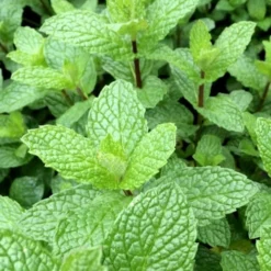 Mojito Mint Plant - 6 Pack Of Pint Pots -Garden Supplies Sales 2024 mentha x villosa mojito mint 6