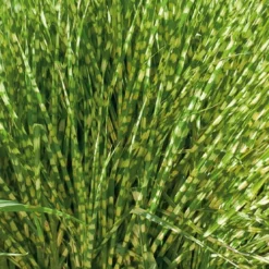 Gold Breeze Zebra Grass (Miscanthus) - 1 Gallon Pot -Garden Supplies Sales 2024 miscanthus gold breeze zebra grass 10