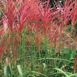 Flame Grass (Miscanthus 'Purpurascens') - 6 Pack Of 1 Gallon Pots 11 Flame Grass (Miscanthus 'Purpurascens') - 6 Pack Of 1 Gallon Pots -Garden Supplies Sales 2024 miscanthus purpurascens flame grass 1 1