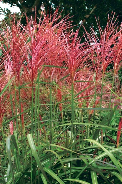 Flame Grass (Miscanthus 'Purpurascens') - 1 Gallon Pot 5 Flame Grass (Miscanthus 'Purpurascens') - 1 Gallon Pot - Image 5