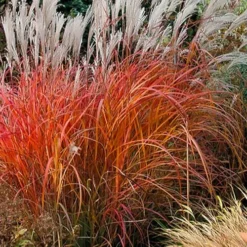 Flame Grass (Miscanthus 'Purpurascens') - 6 Pack Of 1 Gallon Pots 13 Flame Grass (Miscanthus 'Purpurascens') - 6 Pack Of 1 Gallon Pots -Garden Supplies Sales 2024 miscanthus purpurascens flame grass 10 1