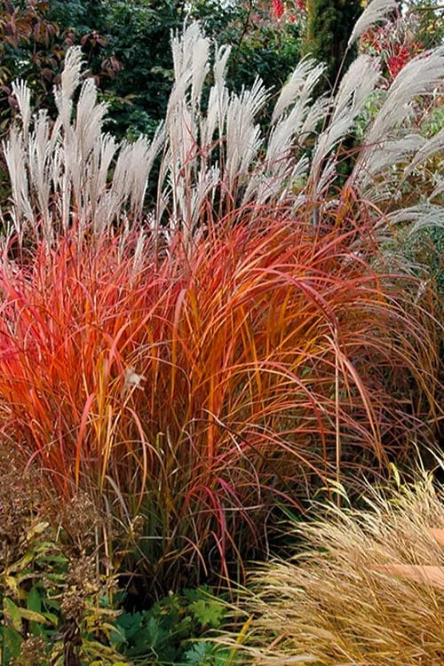Flame Grass (Miscanthus 'Purpurascens') - 1 Gallon Pot -Garden Supplies Sales 2024 miscanthus purpurascens flame grass 10