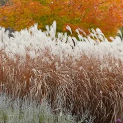 Flame Grass (Miscanthus 'Purpurascens') - 6 Pack Of 1 Gallon Pots 12 Flame Grass (Miscanthus 'Purpurascens') - 6 Pack Of 1 Gallon Pots -Garden Supplies Sales 2024 miscanthus purpurascens flame grass 4 1