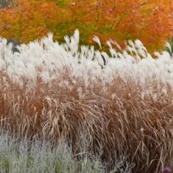 Flame Grass (Miscanthus 'Purpurascens') - 1 Gallon Pot 11 Flame Grass (Miscanthus 'Purpurascens') - 1 Gallon Pot -Garden Supplies Sales 2024 miscanthus purpurascens flame grass 4