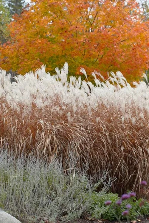 Flame Grass (Miscanthus 'Purpurascens') - 1 Gallon Pot 6 Flame Grass (Miscanthus 'Purpurascens') - 1 Gallon Pot - Image 6