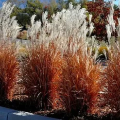 Flame Grass (Miscanthus 'Purpurascens') - 6 Pack Of 1 Gallon Pots 10 Flame Grass (Miscanthus 'Purpurascens') - 6 Pack Of 1 Gallon Pots -Garden Supplies Sales 2024 miscanthus purpurascens flame grass 5 1