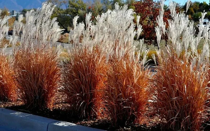 Flame Grass (Miscanthus 'Purpurascens') - 6 Pack Of 1 Gallon Pots 4 Flame Grass (Miscanthus 'Purpurascens') - 6 Pack Of 1 Gallon Pots - Image 4