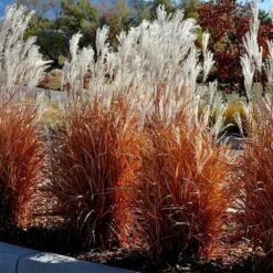 Flame Grass (Miscanthus 'Purpurascens') - 1 Gallon Pot 9 Flame Grass (Miscanthus 'Purpurascens') - 1 Gallon Pot -Garden Supplies Sales 2024 miscanthus purpurascens flame grass 5