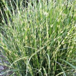 Bandwidth Dwarf Zebra Grass - 1 Gallon Pot