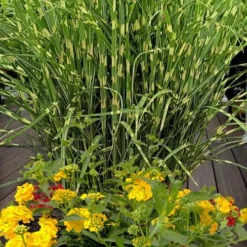 Bandwidth Dwarf Zebra Grass - 1 Gallon Pot -Garden Supplies Sales 2024 miscanthus sinensis bandwidth zebra grass 5