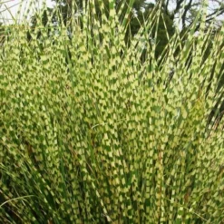 Gold Breeze Zebra Grass (Miscanthus) - 1 Gallon Pot -Garden Supplies Sales 2024 miscanthus20gold20breeze202